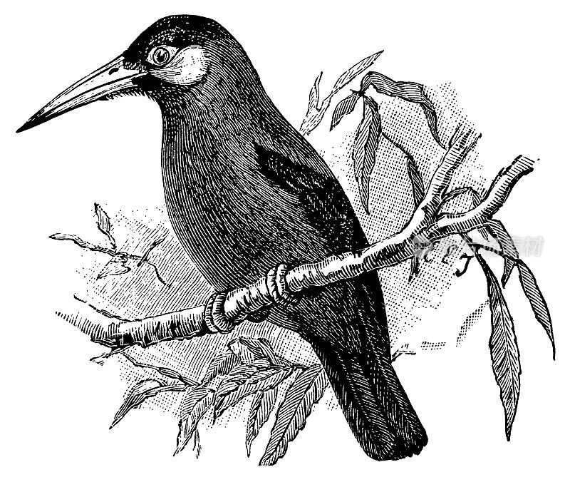 Jacamar |古董鸟插图